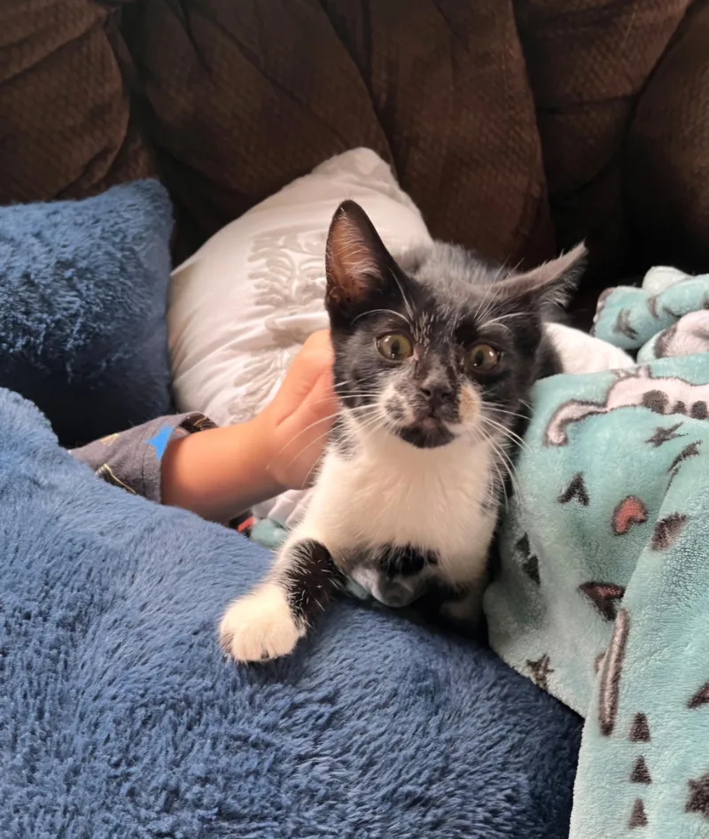 A young large-sized male Black & White / Tuxedo Tuxedo cat named Felix for adoption in Jamestown, ND