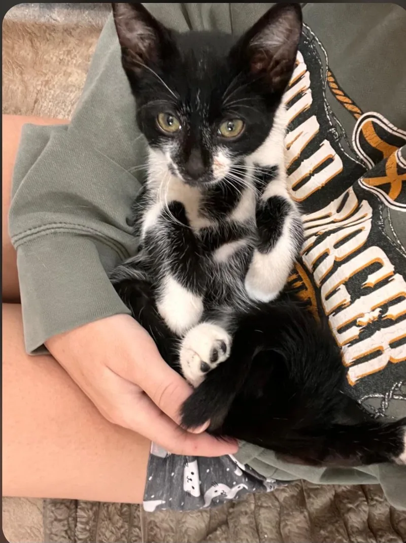 Felix thumbnail 2