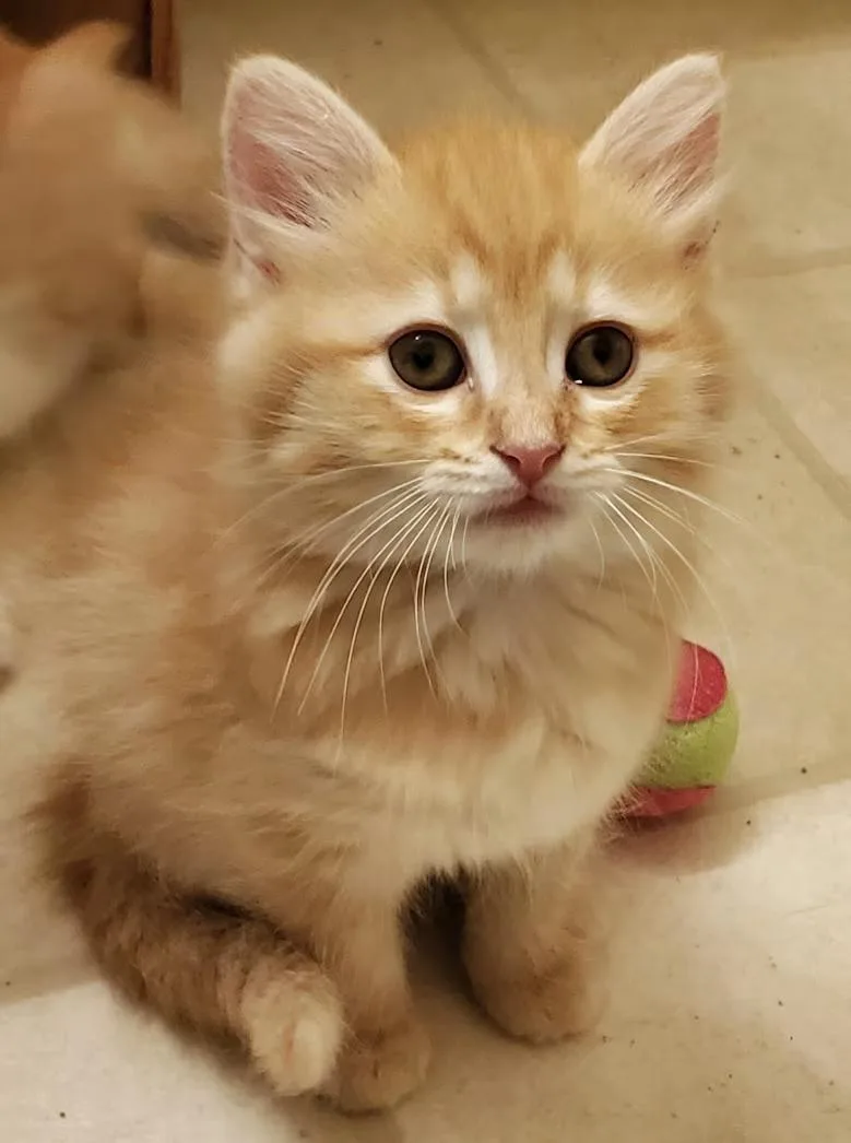 A baby medium-sized female Buff / Tan / Fawn Domestic Medium Hair cat named Toffee for adoption in Greensboro, NC