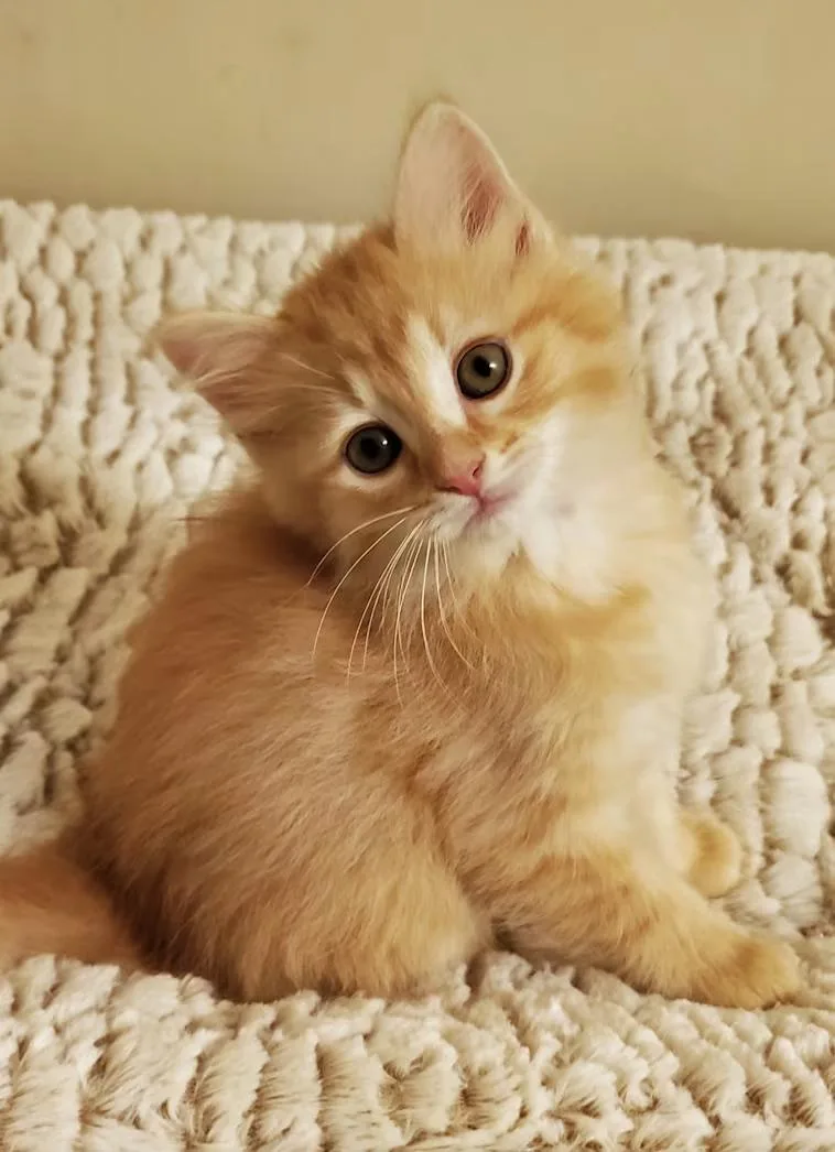 Toffee thumbnail 2