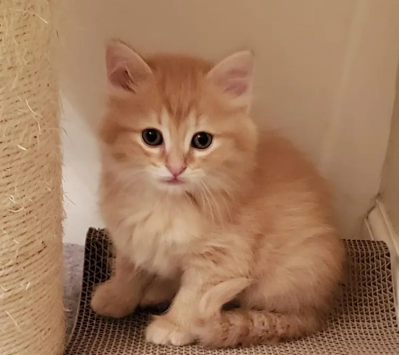 Toffee thumbnail 3