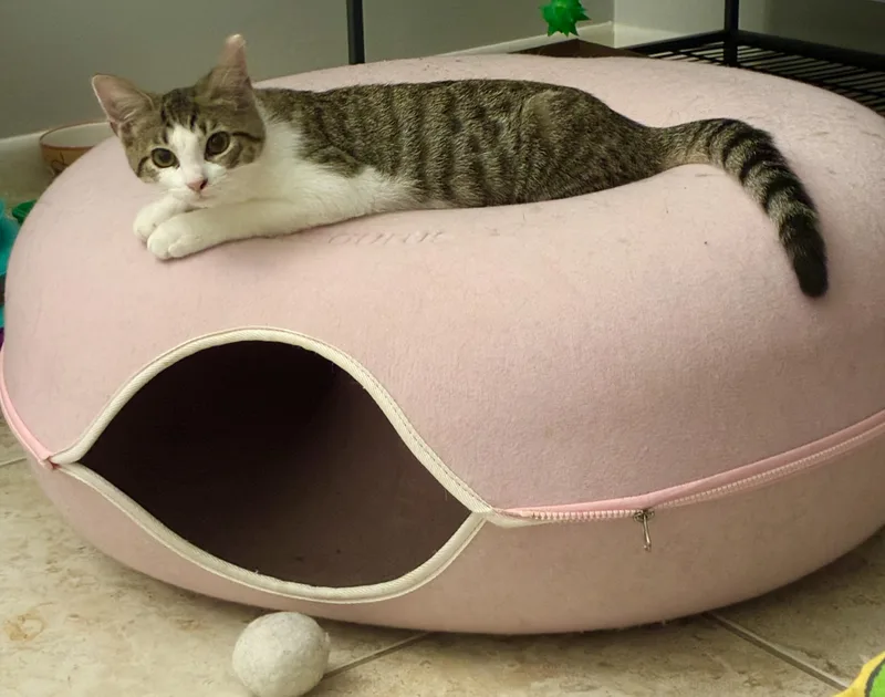 A baby small-sized female Tabby (Brown / Chocolate) Domestic Short Hair cat named Sara for adoption in Boca Raton, FL