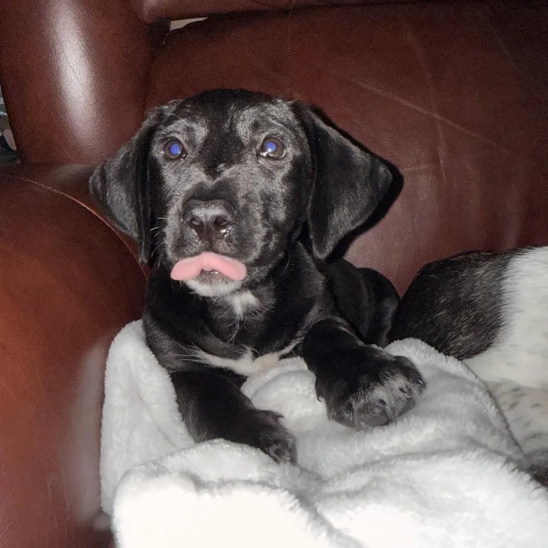 War Admiral thumbnail 3