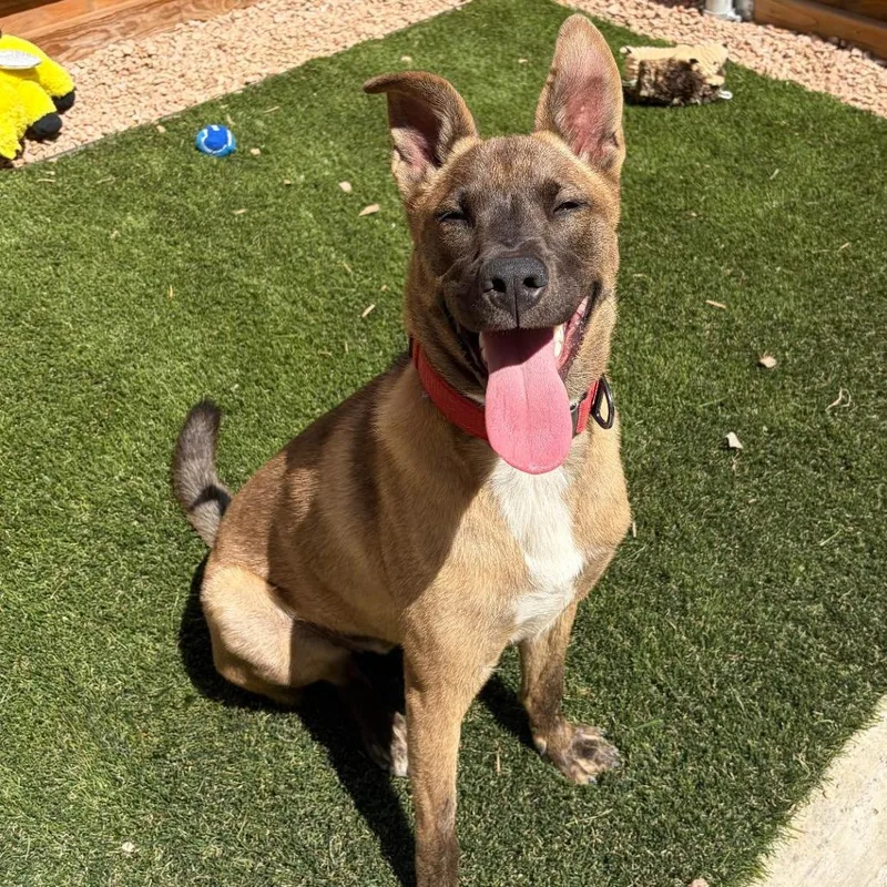 Atlas "attie" thumbnail 2