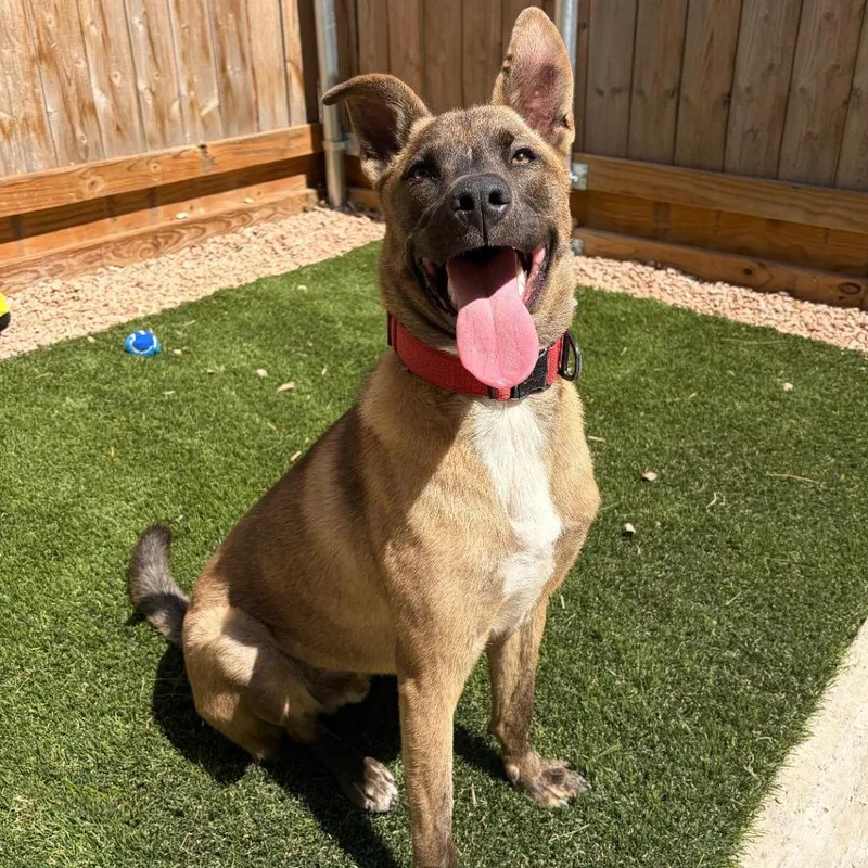 Atlas "attie" thumbnail 3