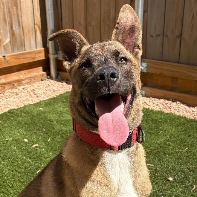 Atlas "attie" thumbnail 4