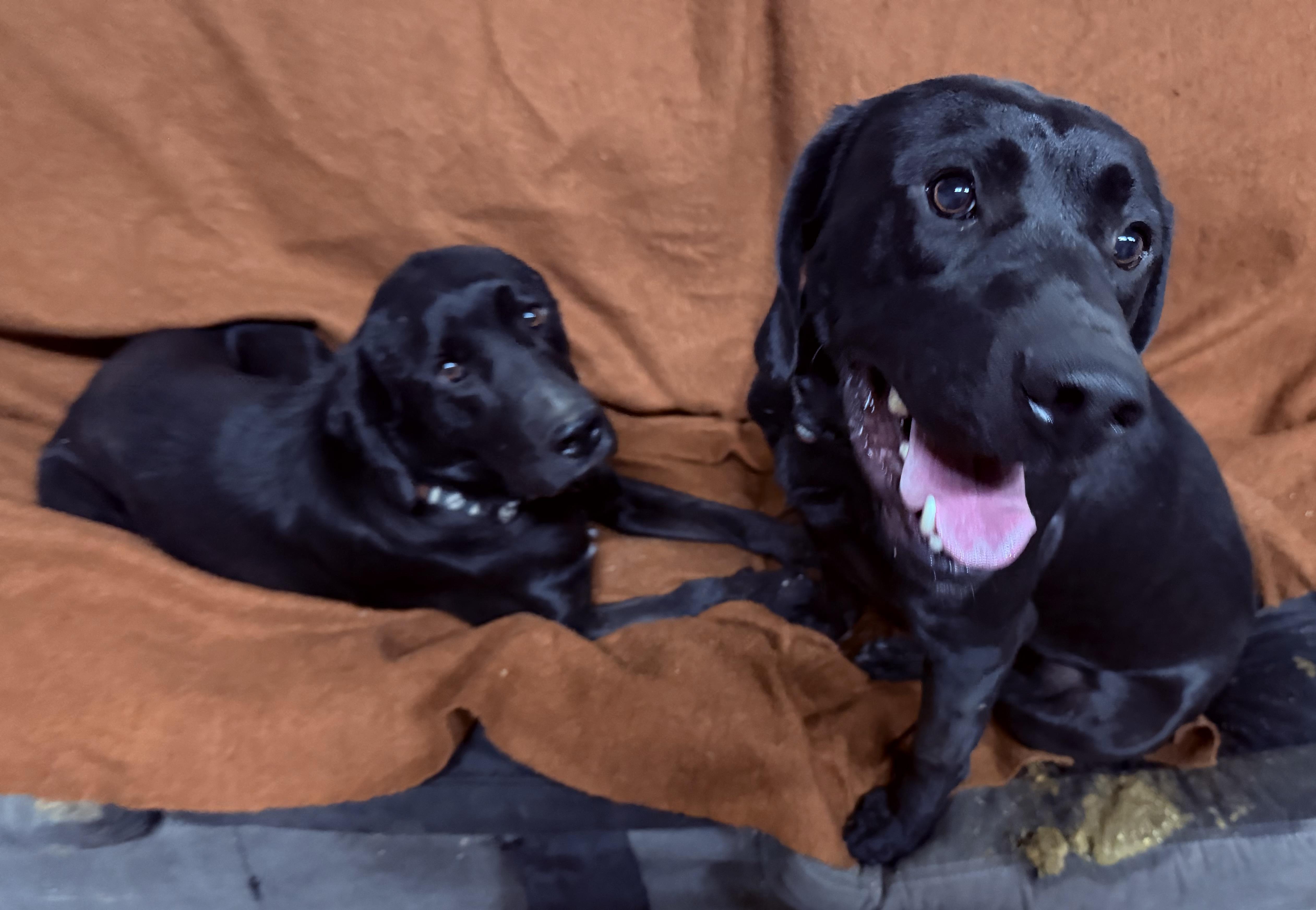 A young large-sized male Black Labrador Retriever dog named Cowboy and Sam for adoption in Plummer, ID