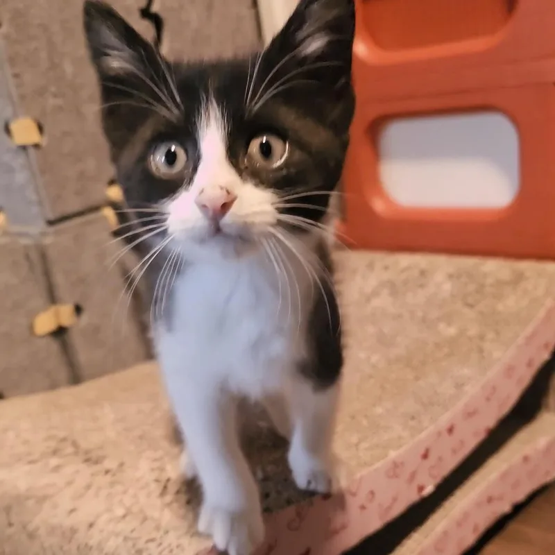 A baby medium-sized male Black & White / Tuxedo Tuxedo cat named Pepé Le Pew for adoption in Fletcher, OK