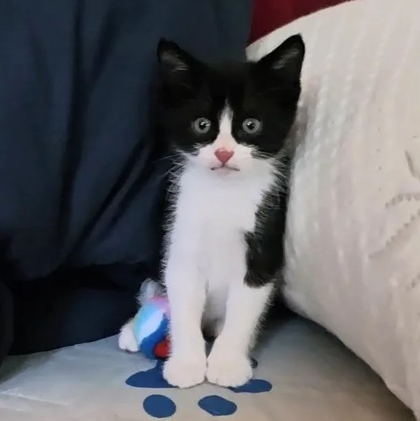 Pepé Le Pew thumbnail 2