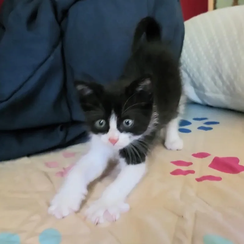 Pepé Le Pew thumbnail 3