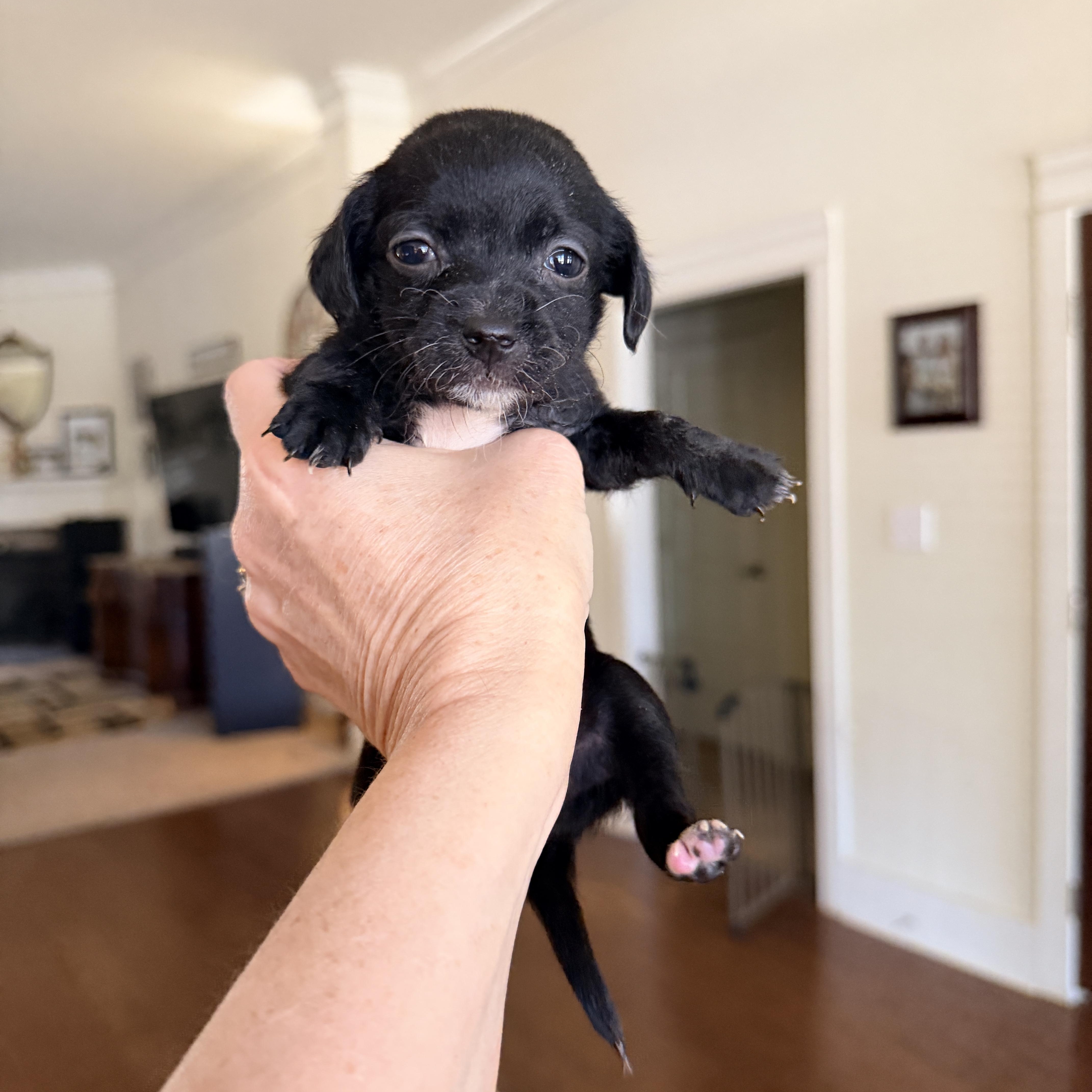 A baby small-sized female Black Dachshund dog named Magpie for adoption in Newfoundland, NJ