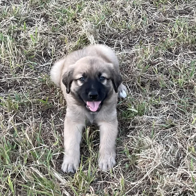 A baby large-sized male Great Pyrenees dog named Smokey for adoption in Sadler, TX