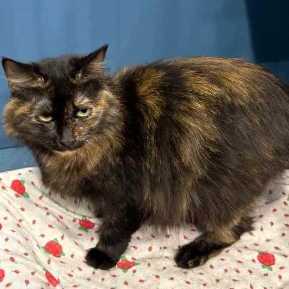 An adult medium-sized female Tortoiseshell Domestic Short Hair cat named Jennie for adoption in Concord, NH