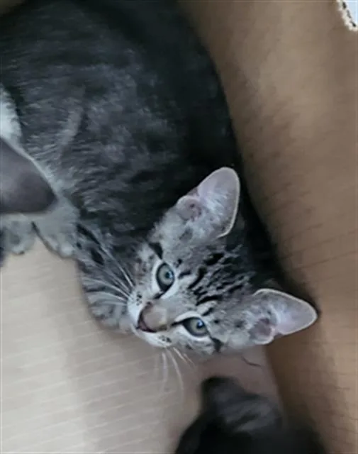A baby medium-sized male Domestic Medium Hair cat named Churro for adoption in Dallas, TX