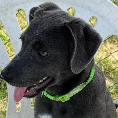 A baby small-sized female Gray / Blue / Silver Mixed Breed dog named Cleo for adoption in Columbia Station, OH