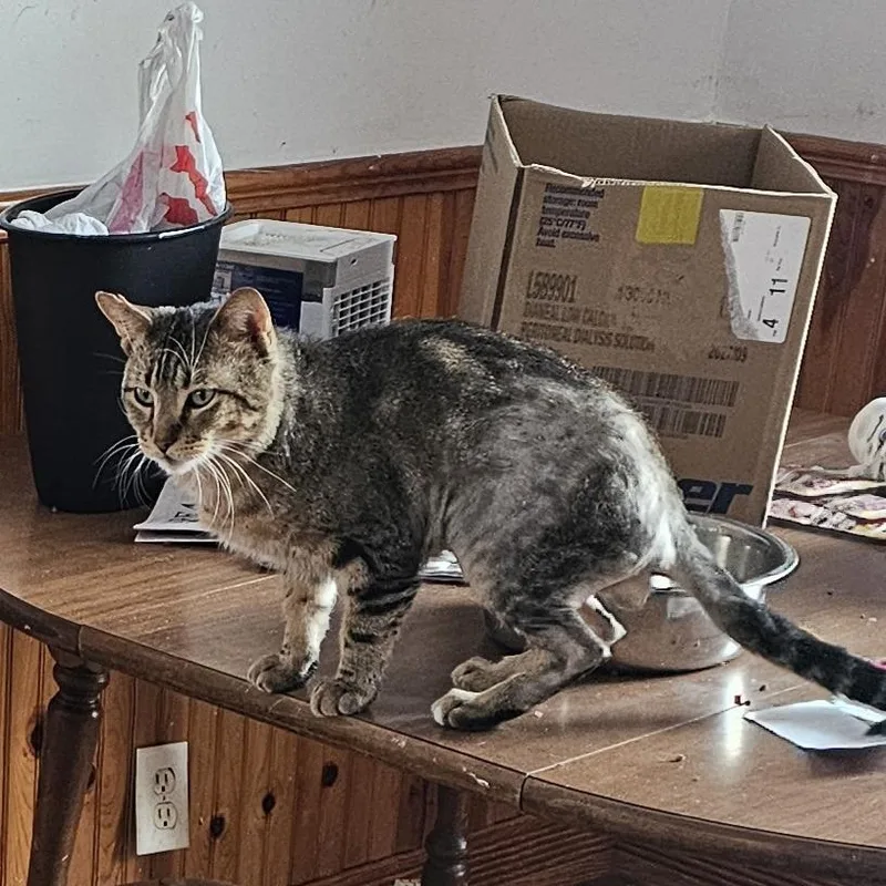 Found Broadway Spring Valley