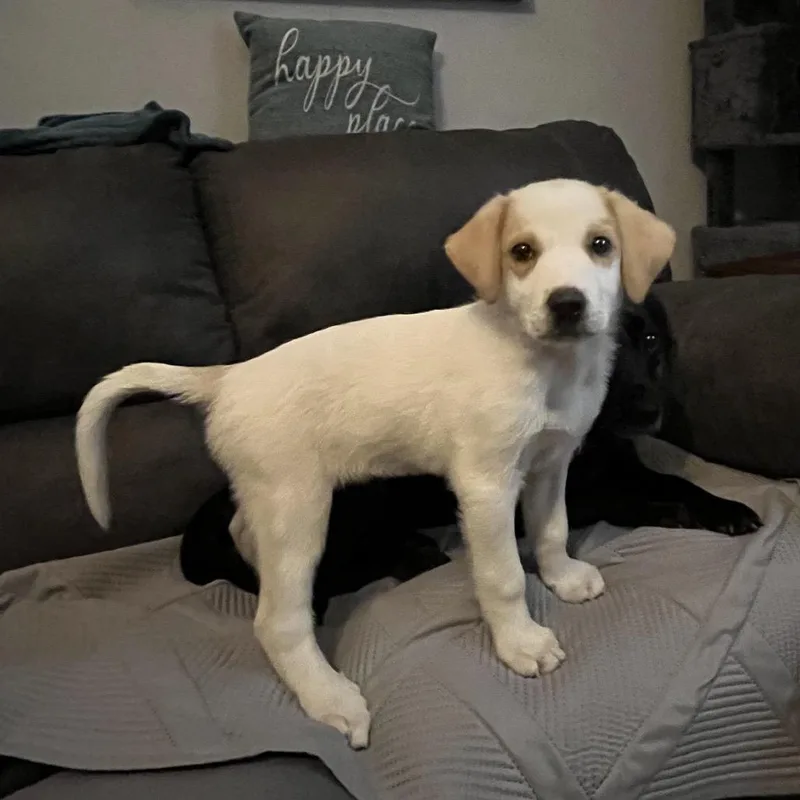A baby large-sized female White / Cream Great Pyrenees dog named Maisey for adoption in Winder, GA