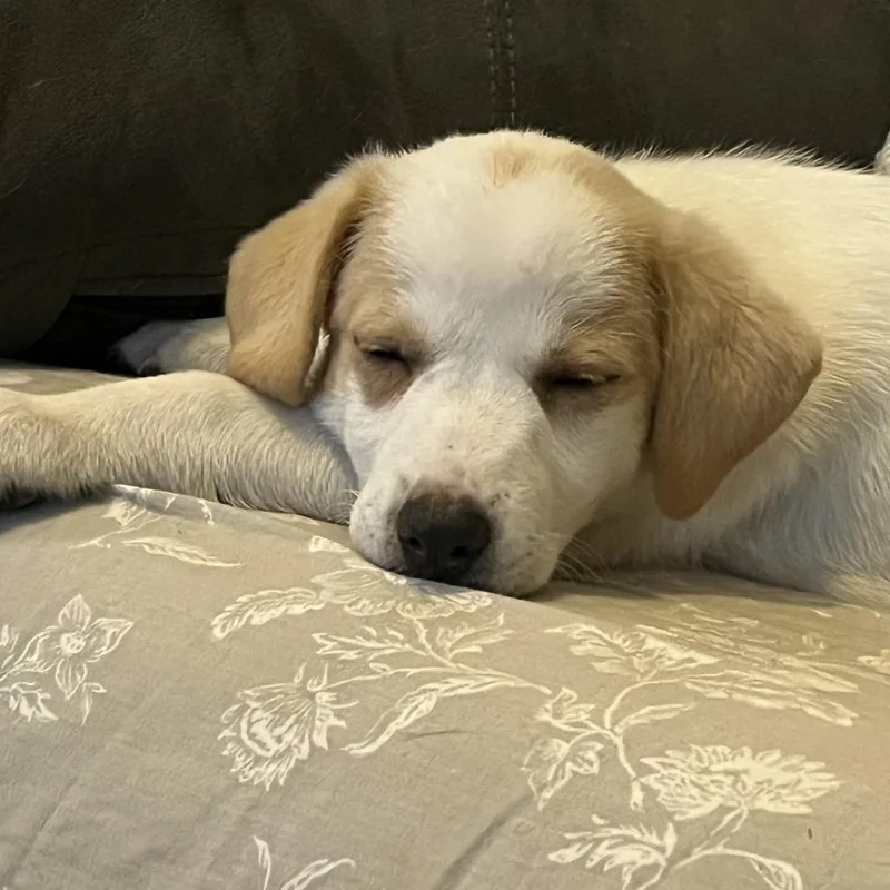 Maisey thumbnail 3