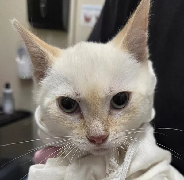 A baby small-sized female Domestic Short Hair cat named Sassy for adoption in El Cajon, CA