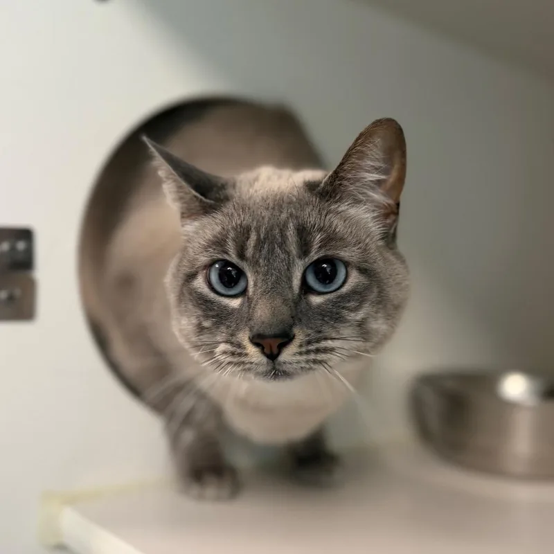 An adult medium-sized female Domestic Short Hair cat named Zoe for adoption in Tulsa, OK
