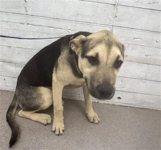 A young medium-sized female German Shepherd Dog dog named Dixie for adoption in San Bernardino, CA