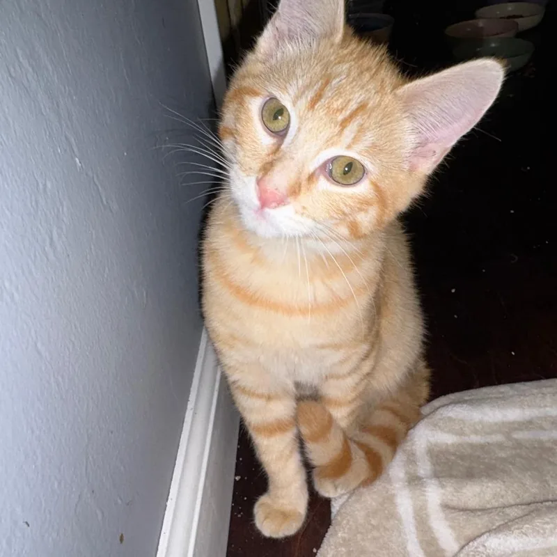 Tangerine thumbnail 2