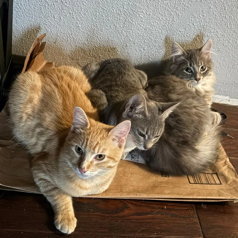 Tangerine thumbnail 3