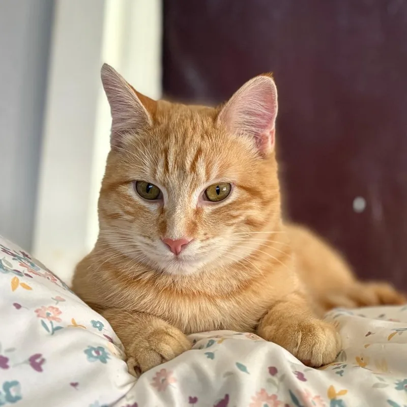 Tangerine thumbnail 4