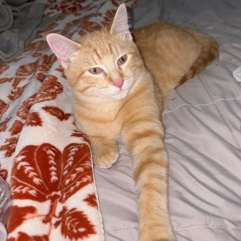 Tangerine thumbnail 5