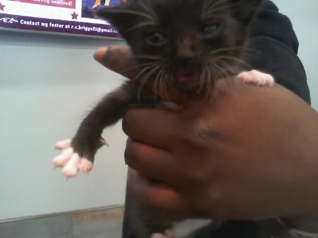 A baby small-sized female Domestic Short Hair cat named Marie for adoption in Charlotte, NC