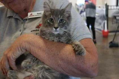 An adult medium-sized male Domestic Long Hair cat named Preacher for adoption in Brunswick, GA