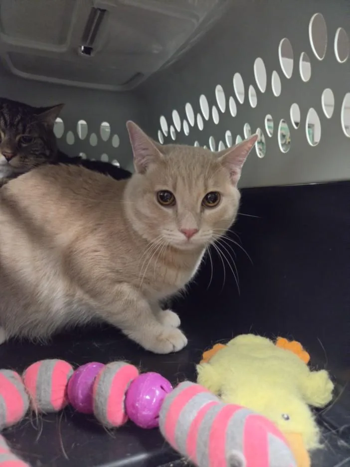 A young large-sized male Domestic Long Hair cat named Givenchy for adoption in Van Nuys, CA