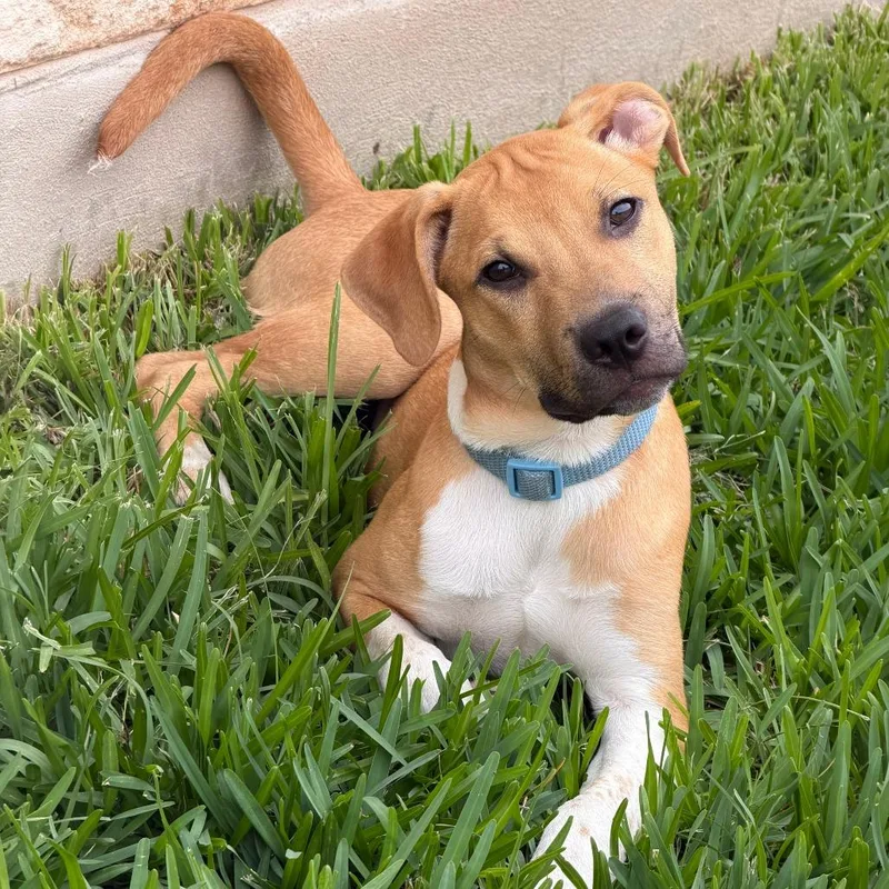 A young medium-sized male White / Cream Mixed Breed dog named Arlo for adoption in Bastrop, TX