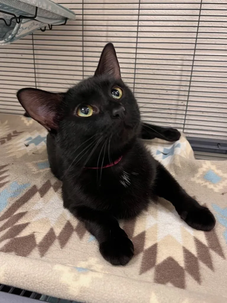 An adult medium-sized female Black Domestic Short Hair cat named Angel for adoption in Frankfort, KY