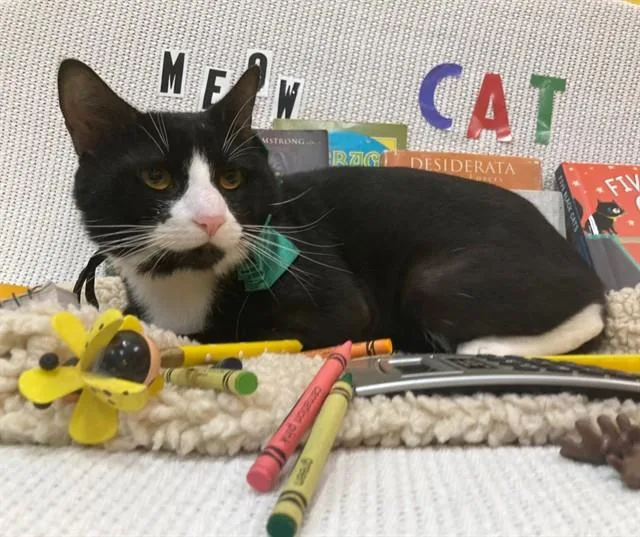 An adult medium-sized male Domestic Short Hair cat named Siete for adoption in Upper Marlboro, MD