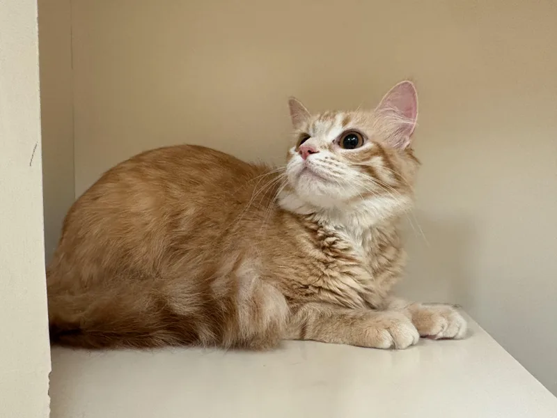 An adult medium-sized female Orange & White Domestic Long Hair cat named Taz for adoption in Hays, KS