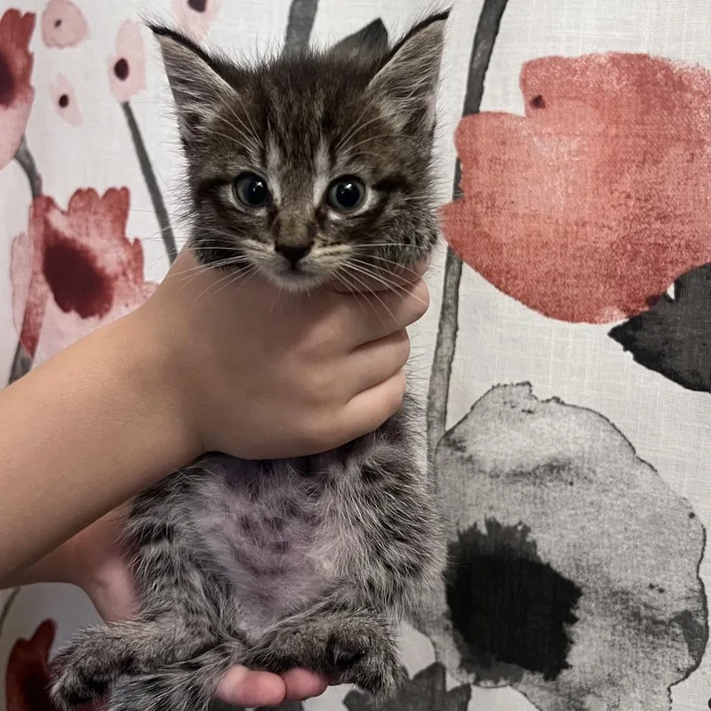 A baby small-sized female Domestic Short Hair cat named Ninja Creami for adoption in Chesapeake, VA