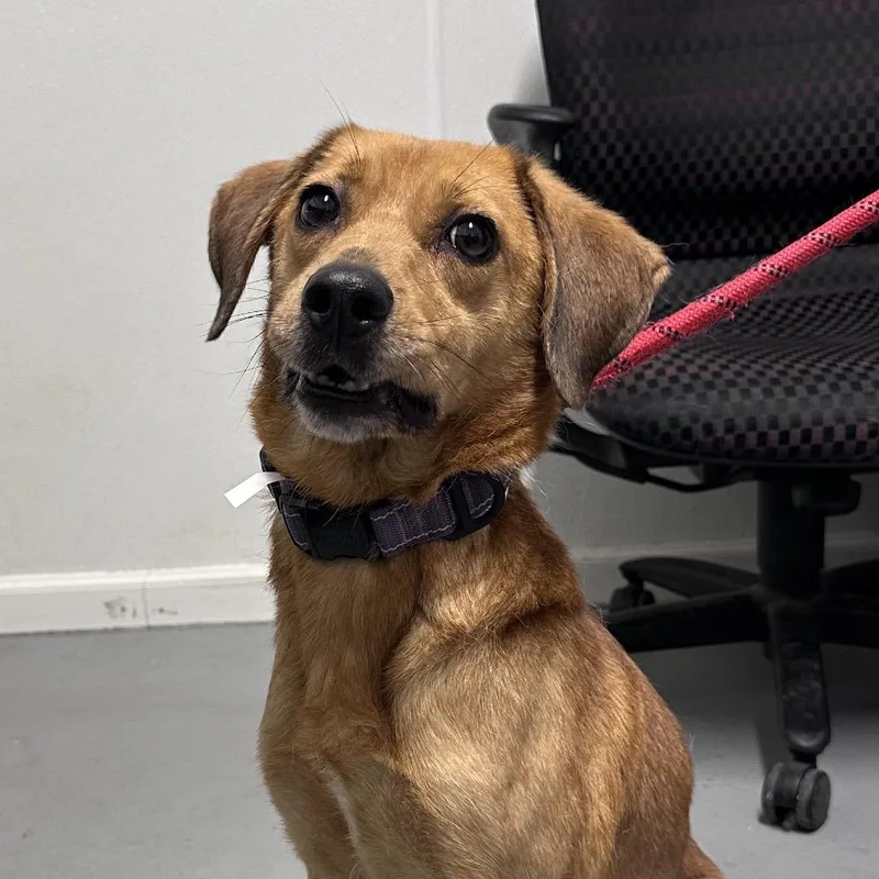 An adult small-sized female Yellow / Tan / Blond / Fawn Mixed Breed dog named Honeysuckle for adoption in Troy, IL