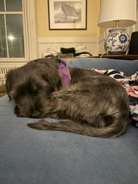 A young small-sized male Gray / Blue / Silver Miniature Schnauzer dog named Esquire for adoption in Fanwood, NJ
