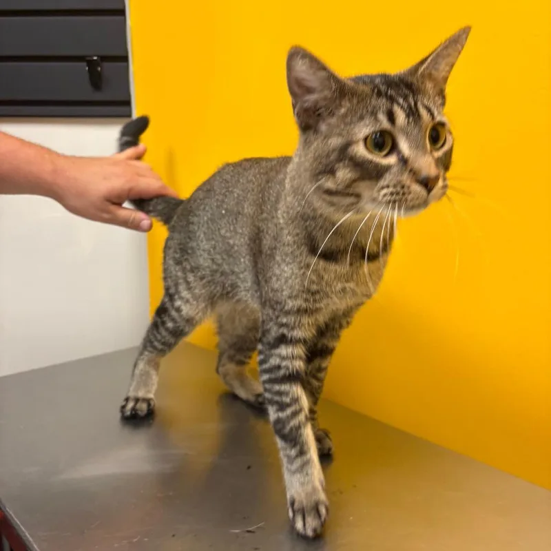 An adult medium-sized male Brown / Chocolate Domestic Short Hair cat named Chef Roger for adoption in Saint Paul, MN