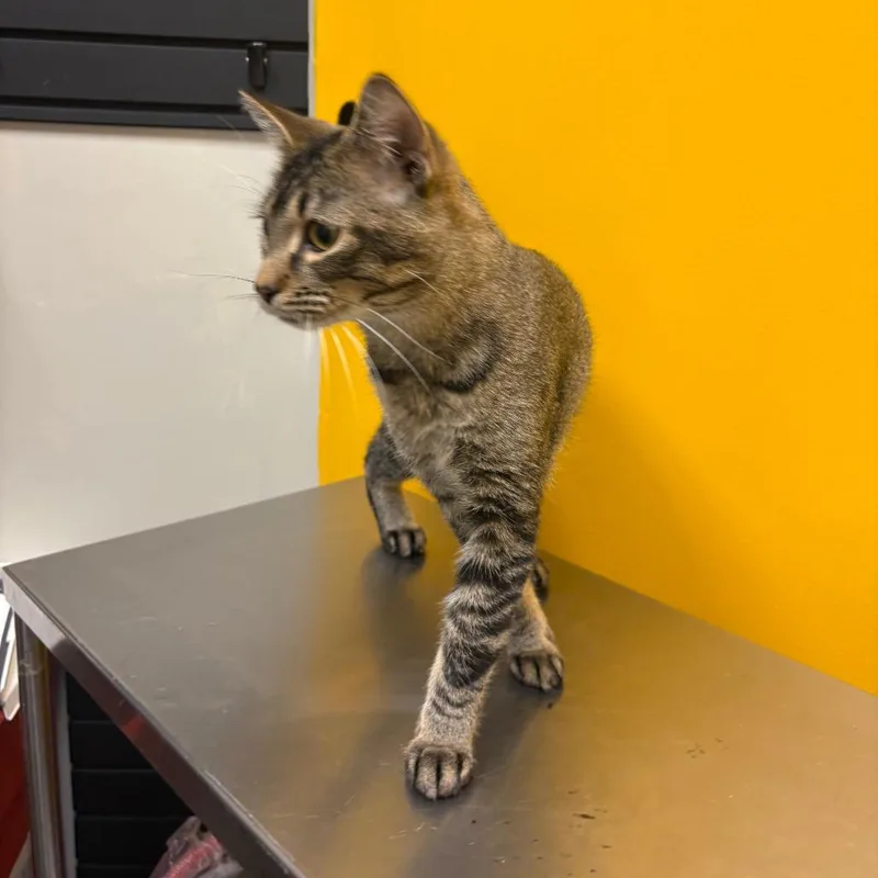 Chef Roger thumbnail 2