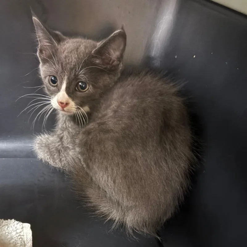 A baby small-sized male Gray / Blue / Silver Domestic Short Hair cat named Spunk U for adoption in Tupelo, MS