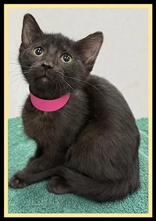 A baby small-sized female Domestic Short Hair cat named Boo for adoption in Peoria, IL