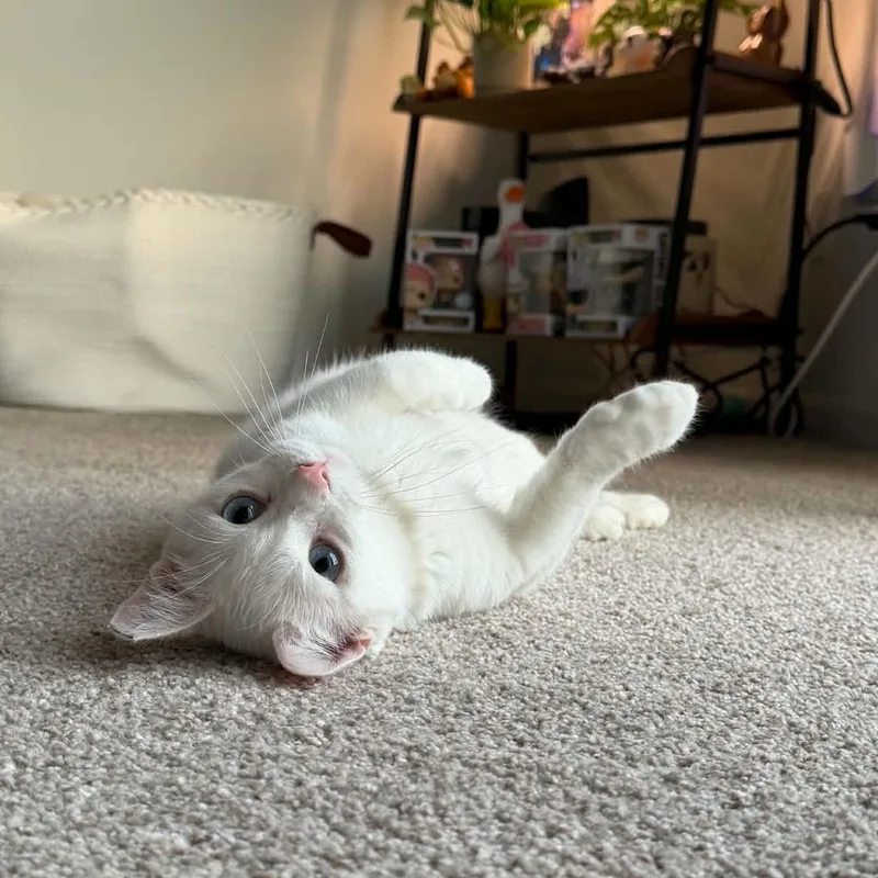 A young medium-sized female White Domestic Short Hair cat named Yuki for adoption in Fairborn, OH