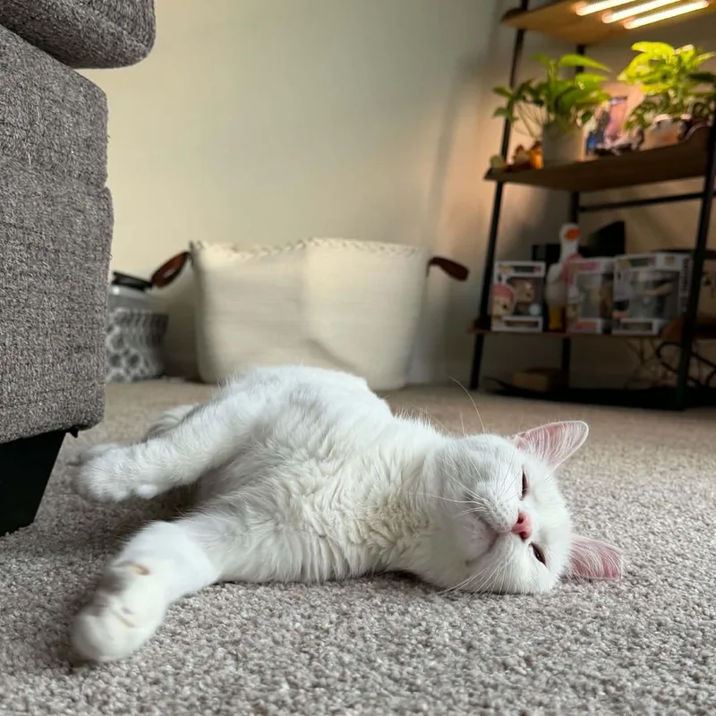 Yuki thumbnail 3