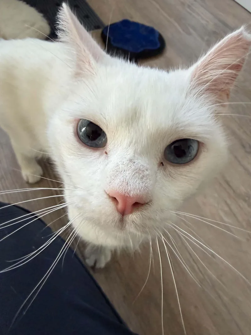 Yuki thumbnail 4