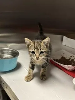 A baby small-sized female Domestic Short Hair cat named Chi for adoption in Miami, FL