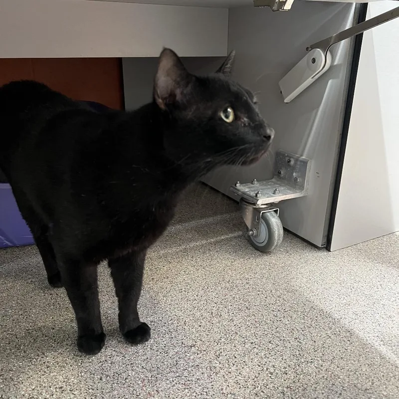 An adult large-sized male Black Domestic Short Hair cat named Bert for adoption in Sarasota, FL