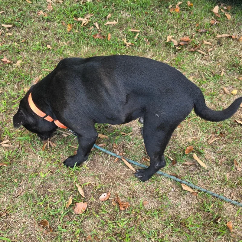 An adult large-sized male Mixed Breed dog named Taz for adoption in Clarksville, TN