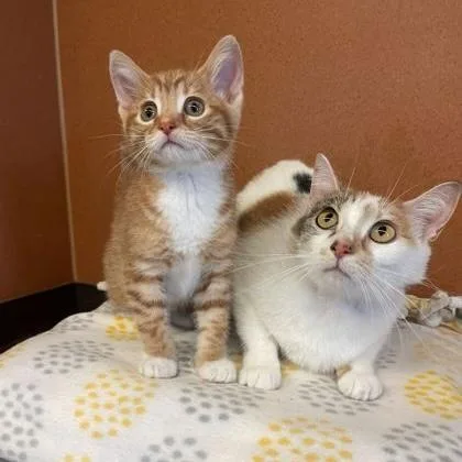 An adult medium-sized female Calico Domestic Short Hair cat named Sugar for adoption in Rochester, MN